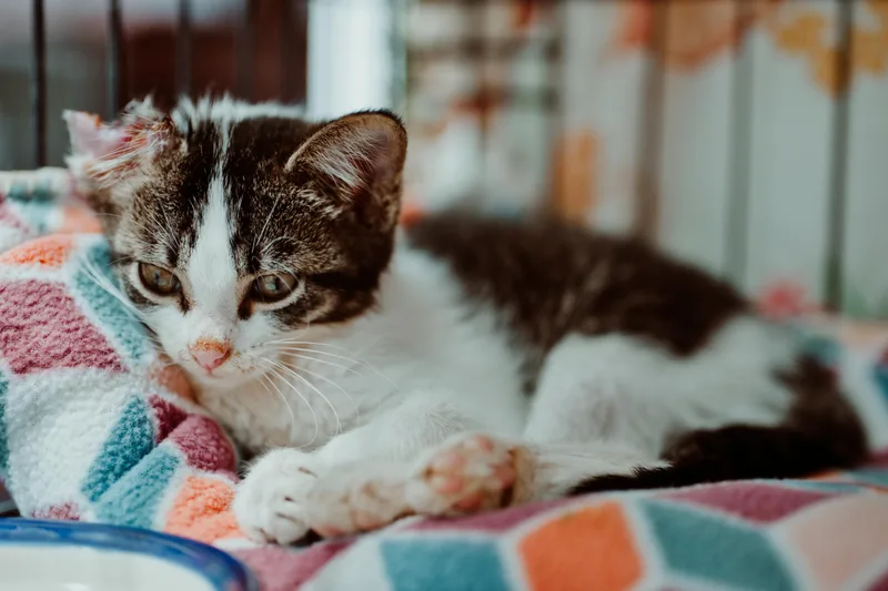 A baby medium-sized female Gray & White Domestic Short Hair cat named Jael for adoption in Le Mars, IA