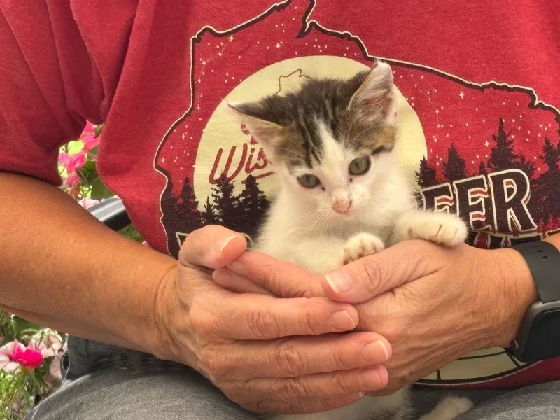 A baby medium-sized male Domestic Short Hair cat named Buddy for adoption in Decorah, IA
