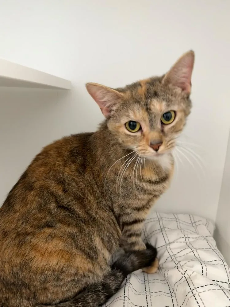 An adult medium-sized female Tortoiseshell Domestic Short Hair cat named Sansa for adoption in Milltown, NJ