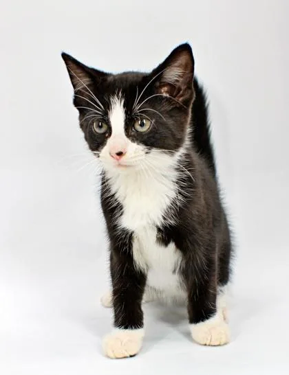 A baby small-sized male Domestic Short Hair cat named Keith for adoption in Morton Grove, IL