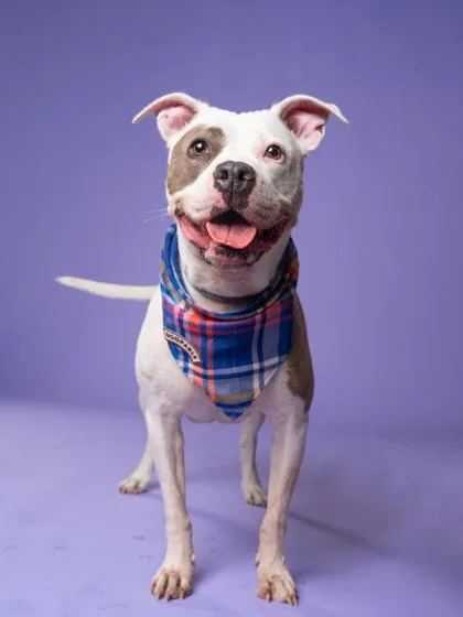A senior medium-sized female Mixed Breed dog named Twilight for adoption in Atlanta, GA