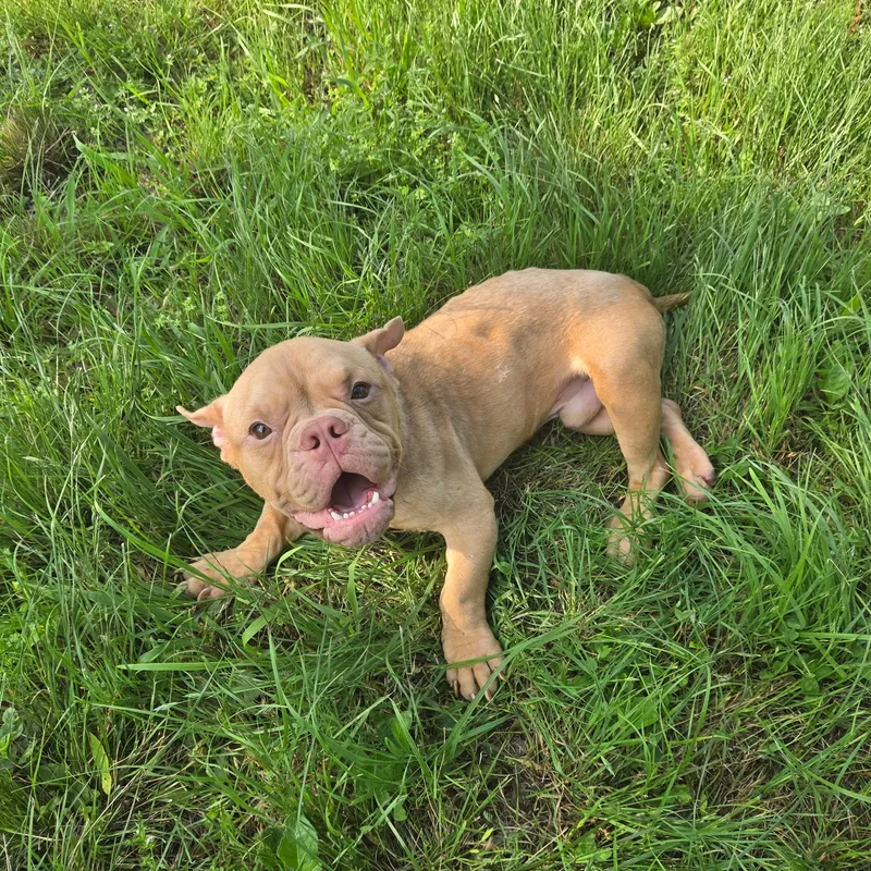 A young medium-sized male Bulldog dog named Ron for adoption in Austin, TX