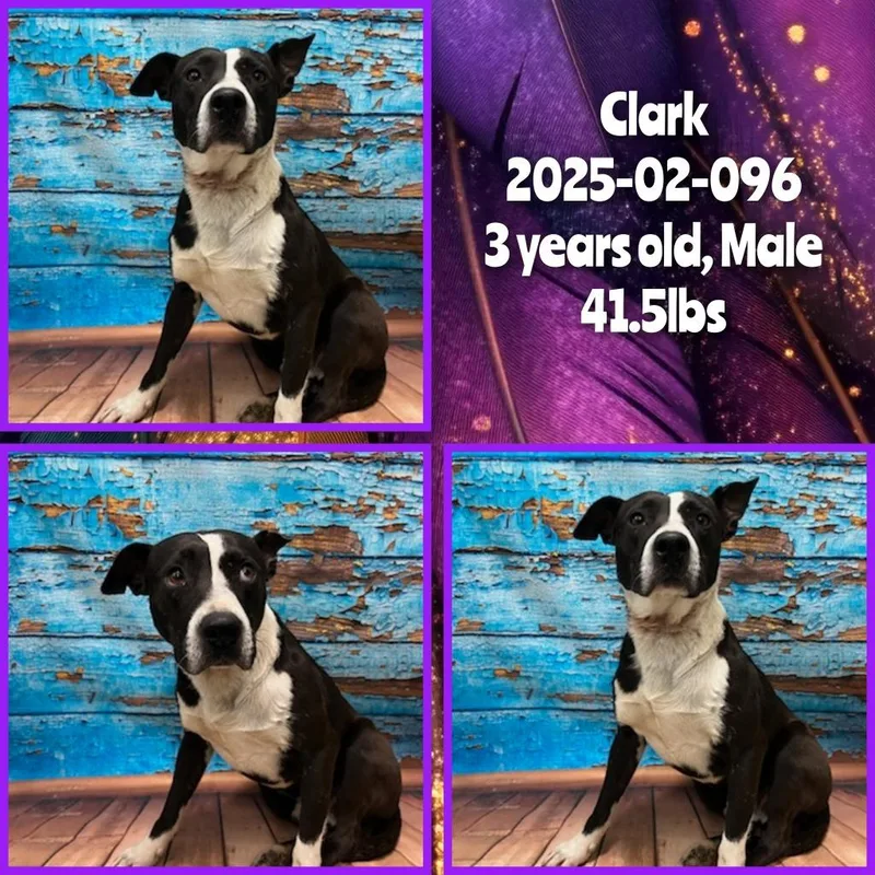 An adult medium-sized male Labrador Retriever dog named Clark for adoption in Winder, GA