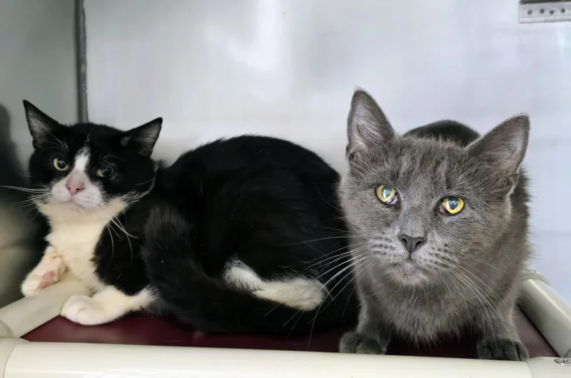 An adult large-sized male Black & White / Tuxedo Domestic Short Hair cat named Prince & Lady for adoption in Amityville, NY