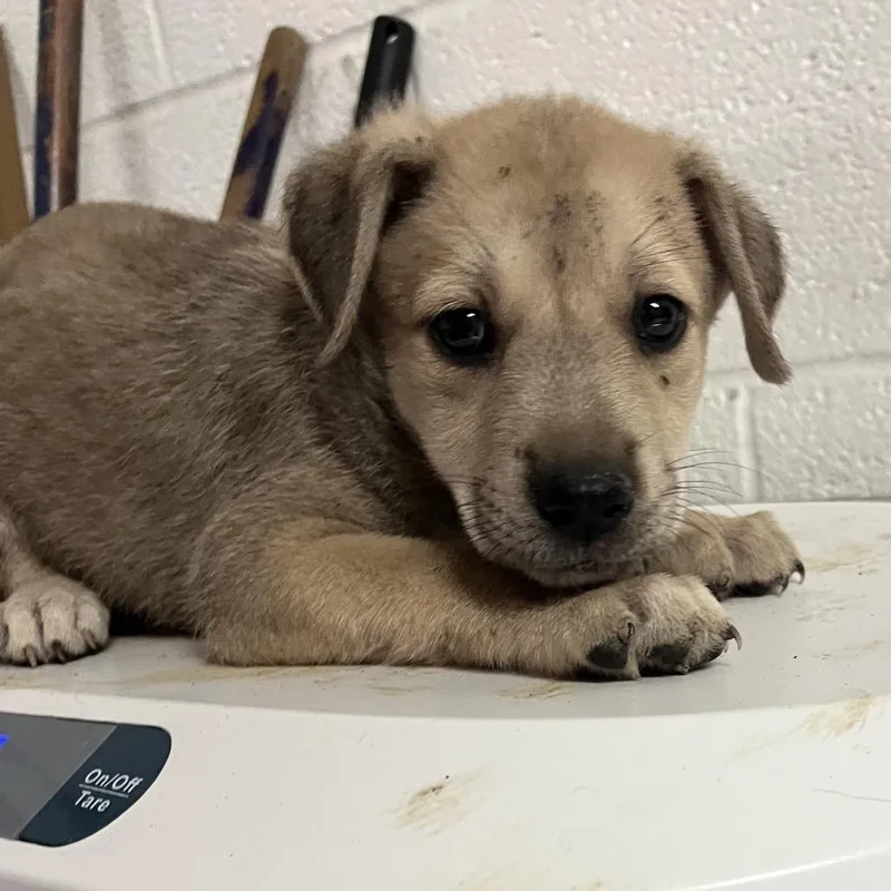 A baby small-sized female Apricot / Beige Shepherd dog named Valentina for adoption in Edinburg, TX