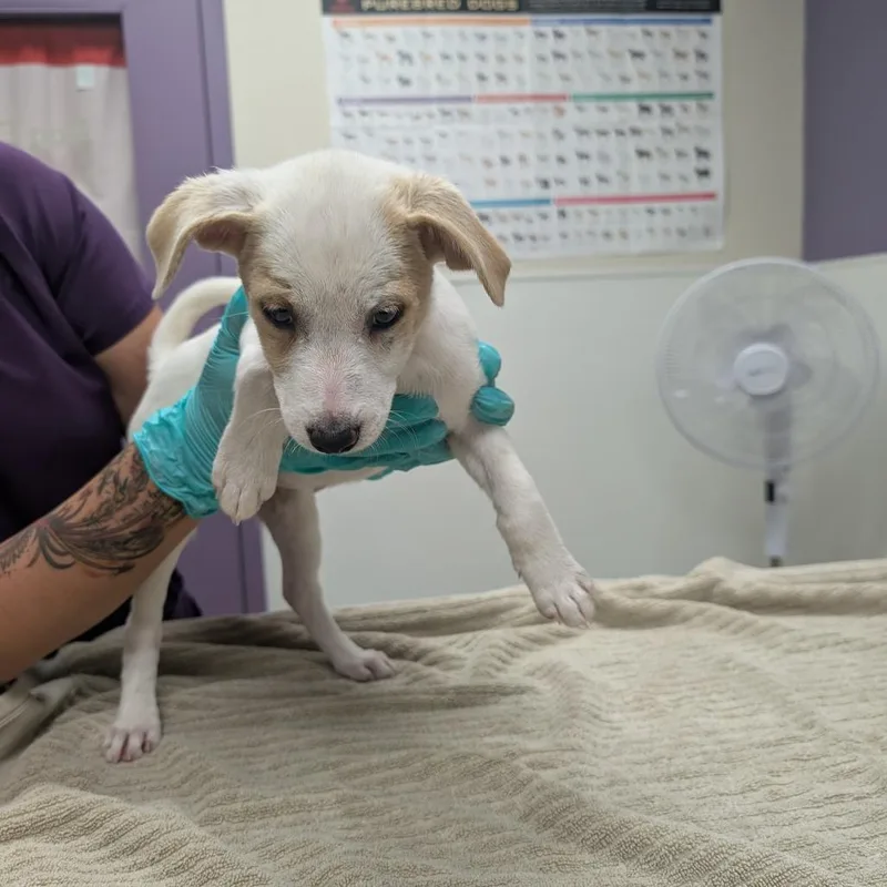 A baby small-sized female White / Cream Labrador Retriever dog named Mummy for adoption in Albuquerque, NM