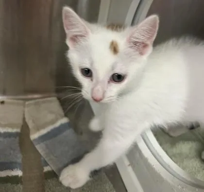 A baby small-sized female Domestic Short Hair cat named Xander for adoption in Cincinnati, OH