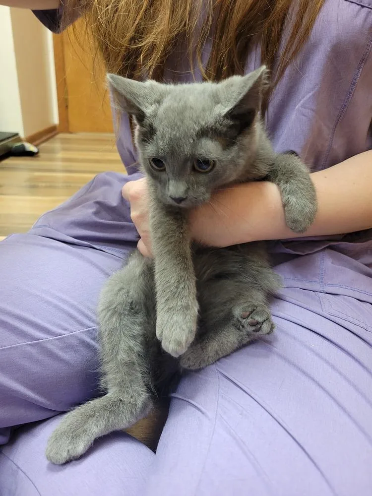 A young small-sized male Gray / Blue / Silver Domestic Medium Hair cat named Dusty for adoption in Lorain, OH