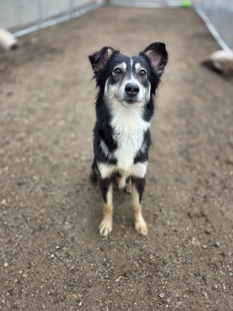 An adult medium-sized female Mixed Breed dog named Tipsy for adoption in Minot, ND