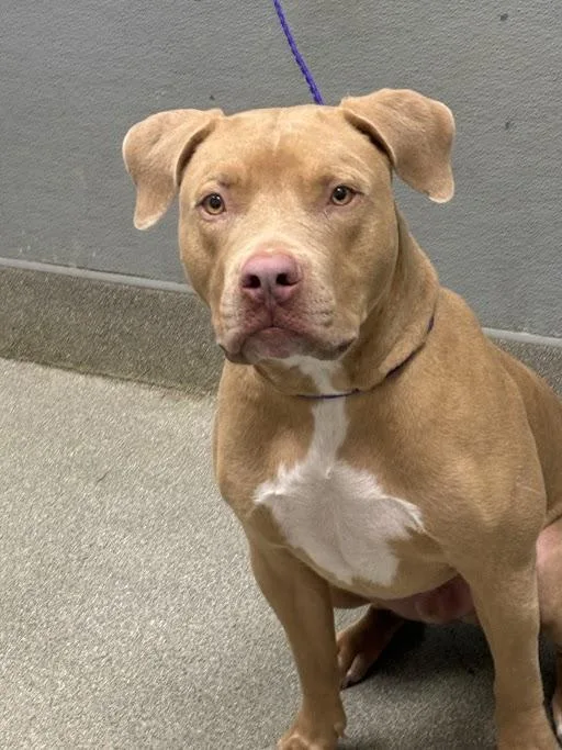 An adult large-sized male Pit Bull Terrier dog named Scrappy Doo for adoption in Las Vegas, NV