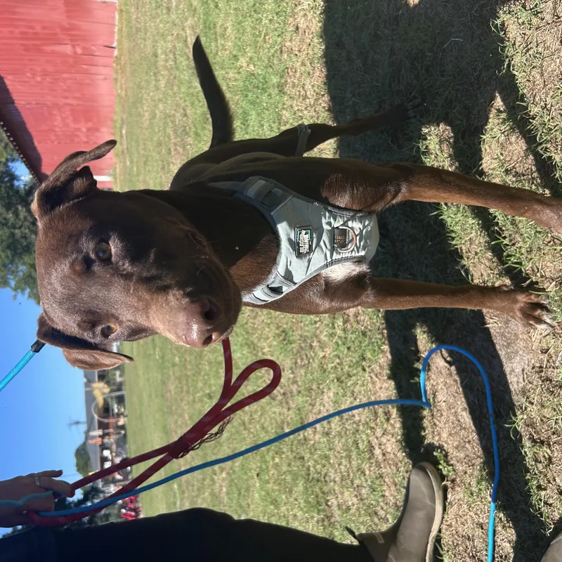 A young large-sized female Doberman Pinscher dog named Patsy for adoption in Beulaville, NC