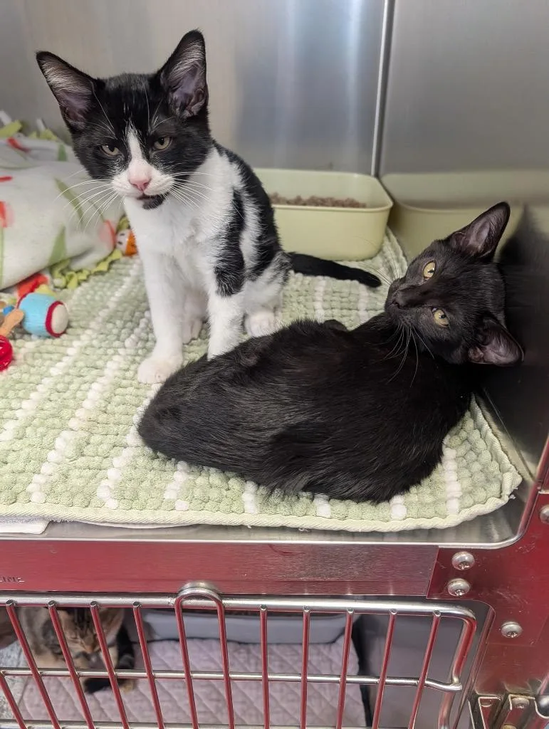 A baby small-sized male Domestic Short Hair cat named Romeo for adoption in Fort Myers, FL