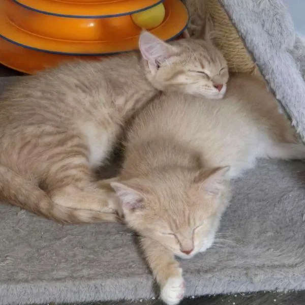 A baby medium-sized male Domestic Medium Hair cat named Saffron & Nugget for adoption in Barrington, IL