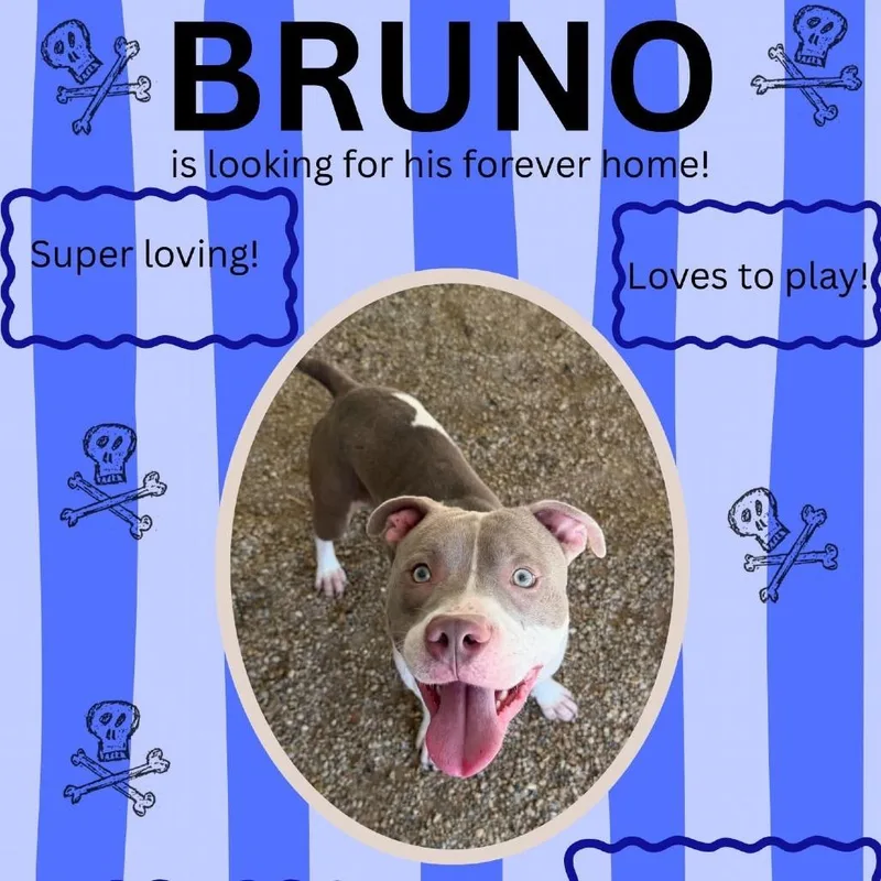 Bruno thumbnail 3