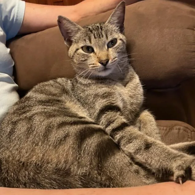 A young small-sized female Buff / Tan / Fawn American Shorthair cat named Sudsy for adoption in Bessemer, AL