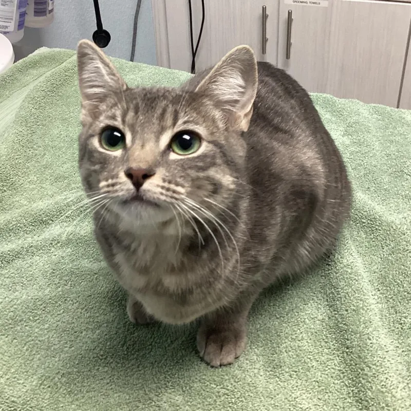 A young medium-sized female Gray / Blue / Silver Domestic Short Hair cat named Slurpee for adoption in Riverside, CA
