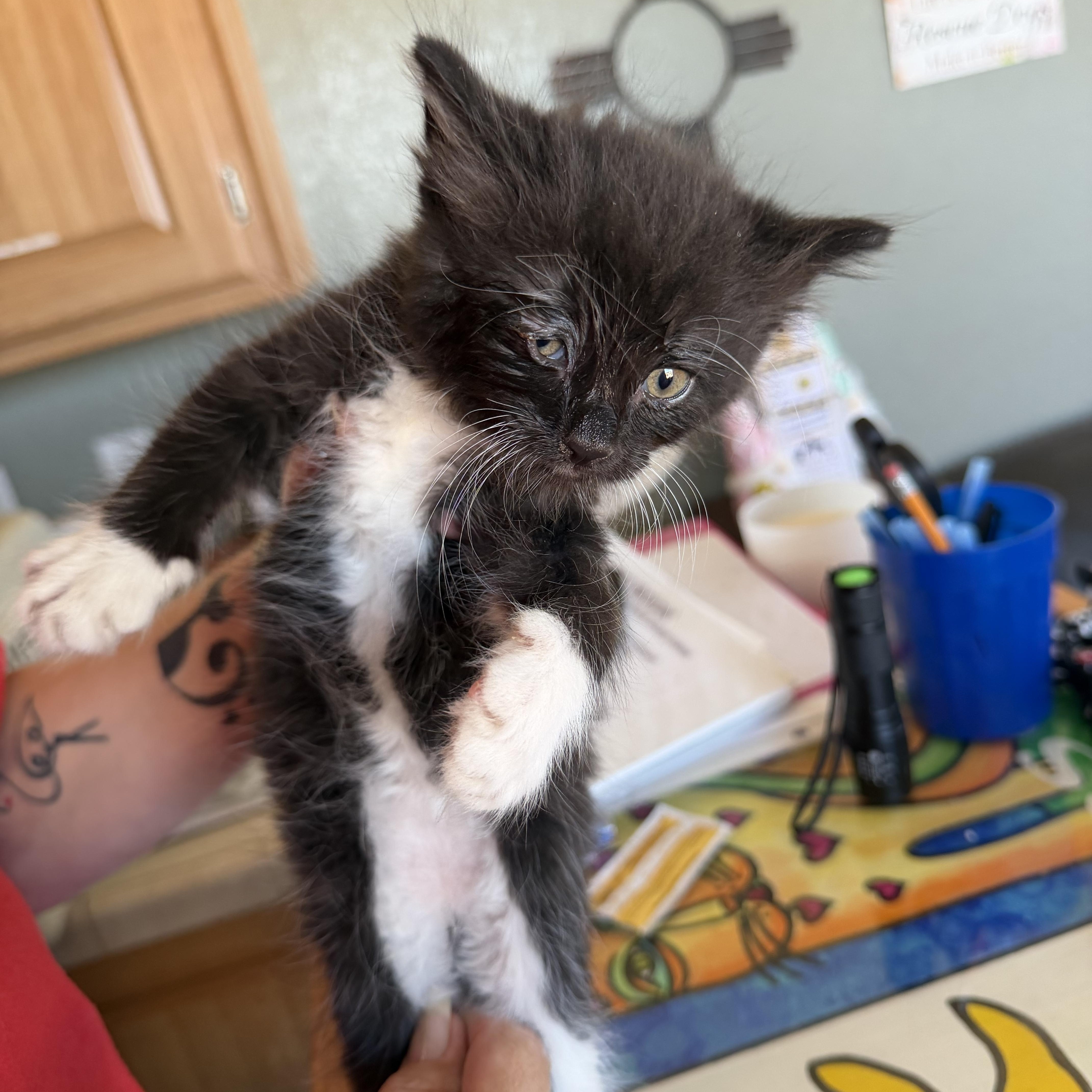 A baby small-sized male Black & White / Tuxedo Domestic Medium Hair cat named Bourbon for adoption in Deming, NM