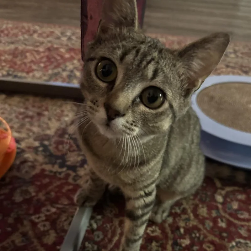 A baby medium-sized female Brown / Chocolate Domestic Short Hair cat named Willamina for adoption in Springfield, OR