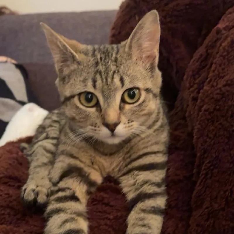 Willamina thumbnail 3