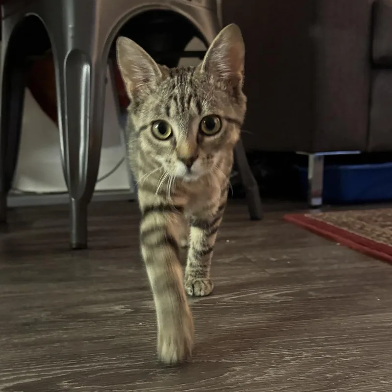 Willamina thumbnail 4