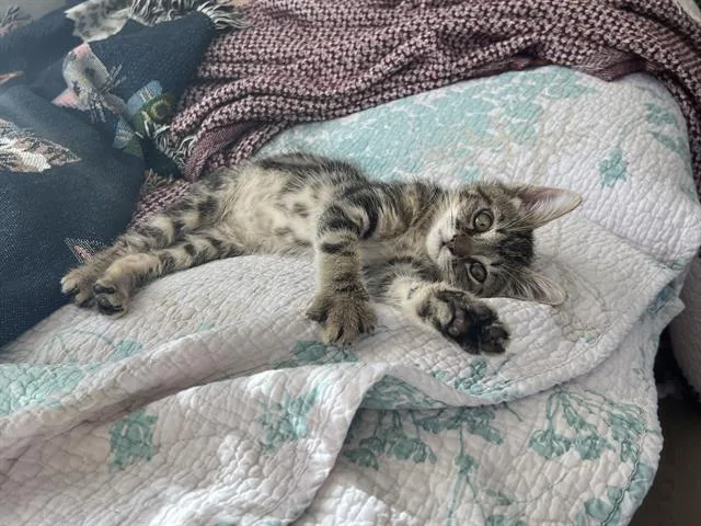 A baby small-sized female Domestic Short Hair cat named Sage for adoption in Tustin, CA