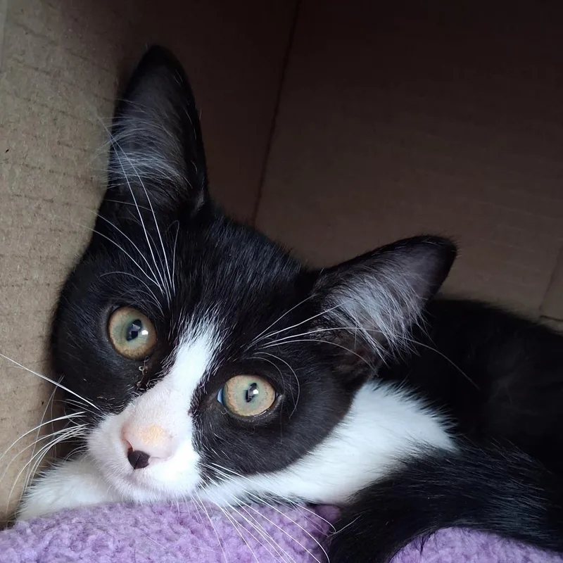 A baby small-sized male Black Domestic Short Hair cat named Theo for adoption in Marion, IL
