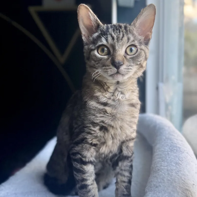 A young medium-sized male Tabby (Brown / Chocolate) Domestic Short Hair cat named Lo'ak for adoption in Parkland, FL