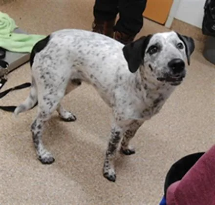 A young medium-sized male Australian Cattle Dog / Blue Heeler dog named Pongo for adoption in Albuquerque, NM