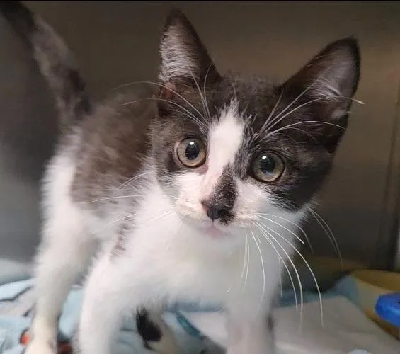 A baby small-sized male Domestic Short Hair cat named Lil Sprout for adoption in Ocala, FL