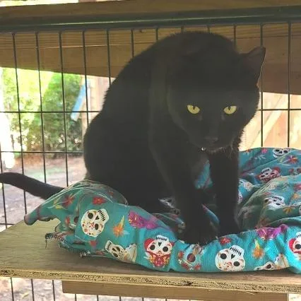 An adult large-sized male Black Domestic Short Hair cat named Basque for adoption in Folsom, LA