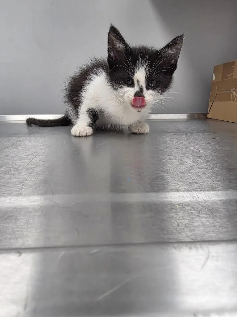 A baby small-sized male Domestic Short Hair cat named Mickey for adoption in Angola, IN