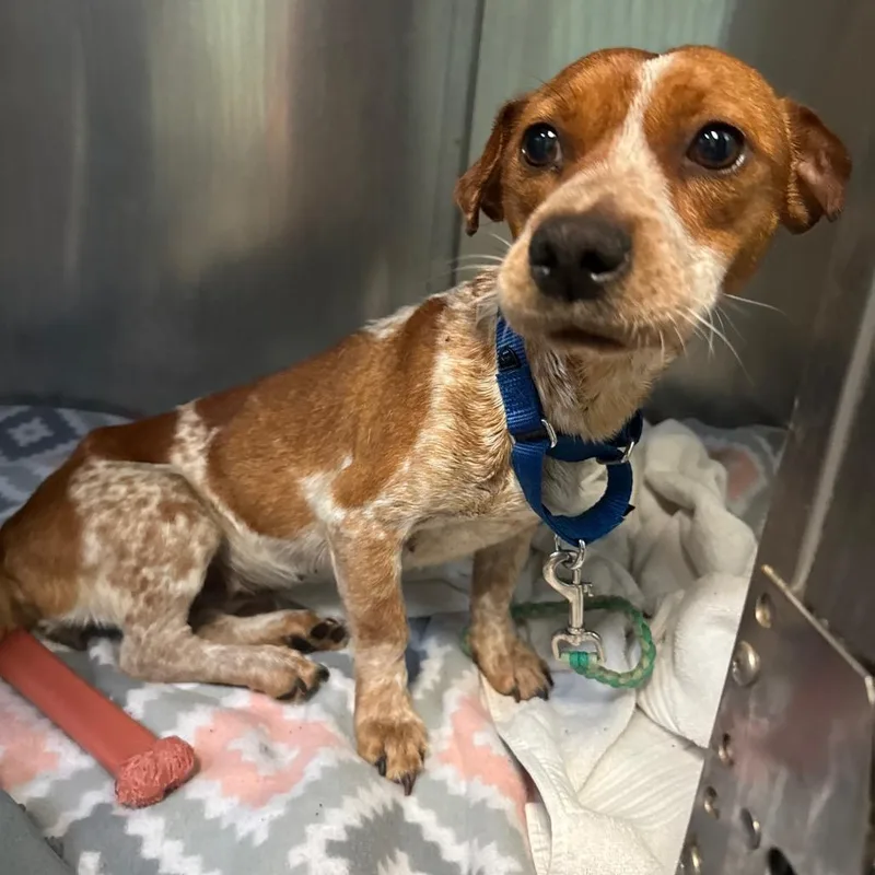 Gingersnap thumbnail 2