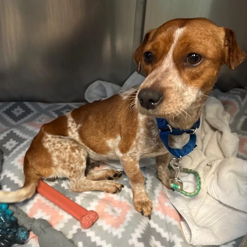 Gingersnap thumbnail 3