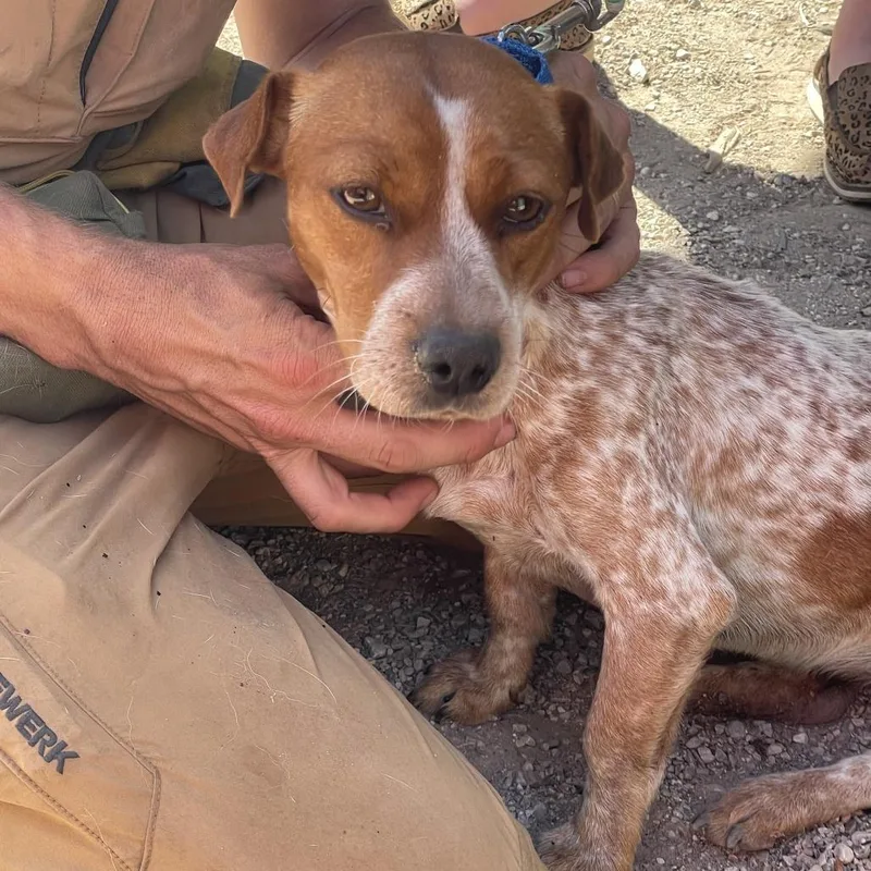 Gingersnap thumbnail 4