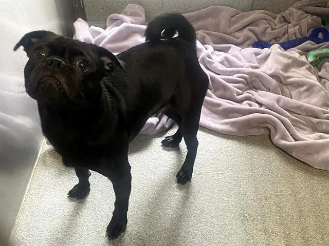 A young small-sized male Pug dog named Darian for adoption in Tustin, CA