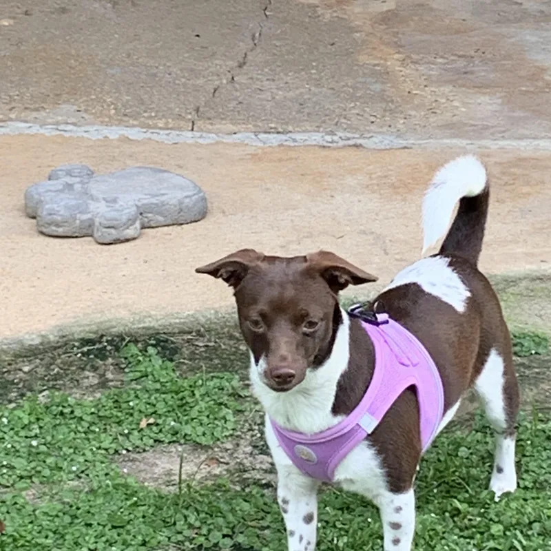 An adult small-sized female Brown / Chocolate Chihuahua dog named Penelope for adoption in Baker, LA