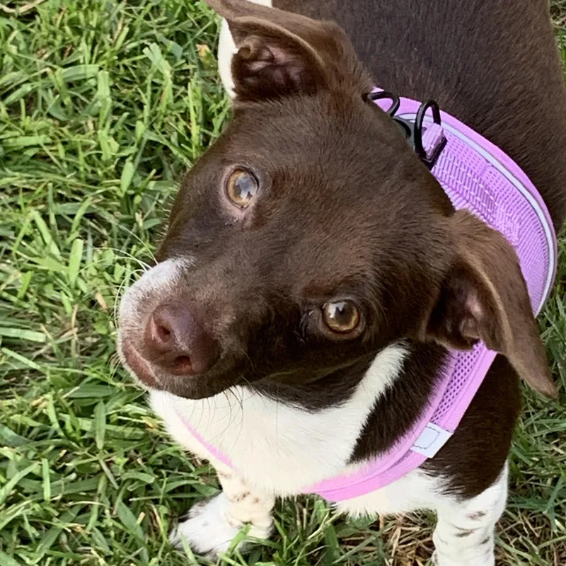 Penelope thumbnail 2