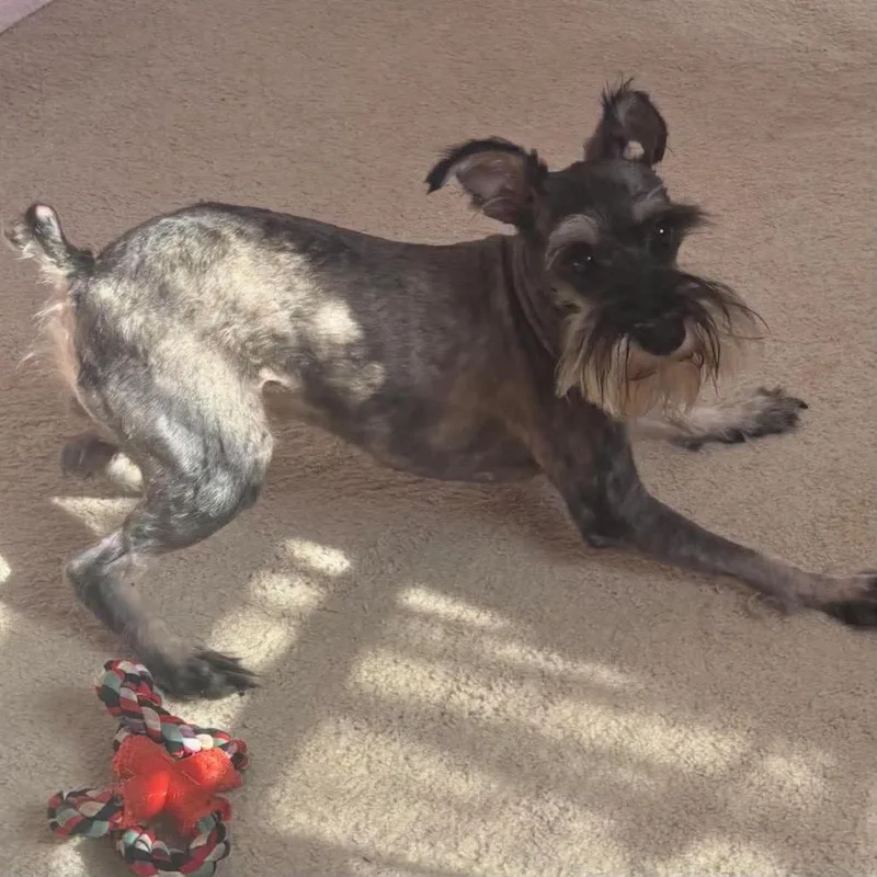 An adult small-sized female Gray / Blue / Silver Miniature Schnauzer dog named Juniper for adoption in Fredericksburg, VA