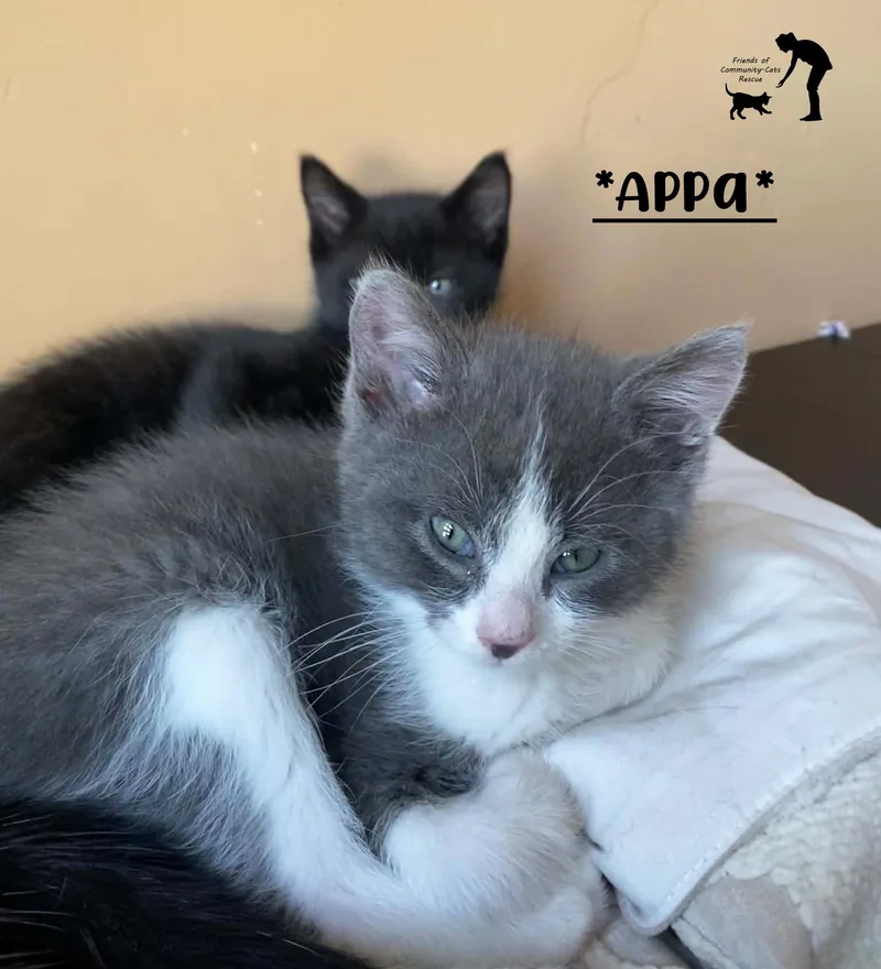 A baby medium-sized male Gray & White Domestic Short Hair cat named Appa for adoption in Centerville, UT