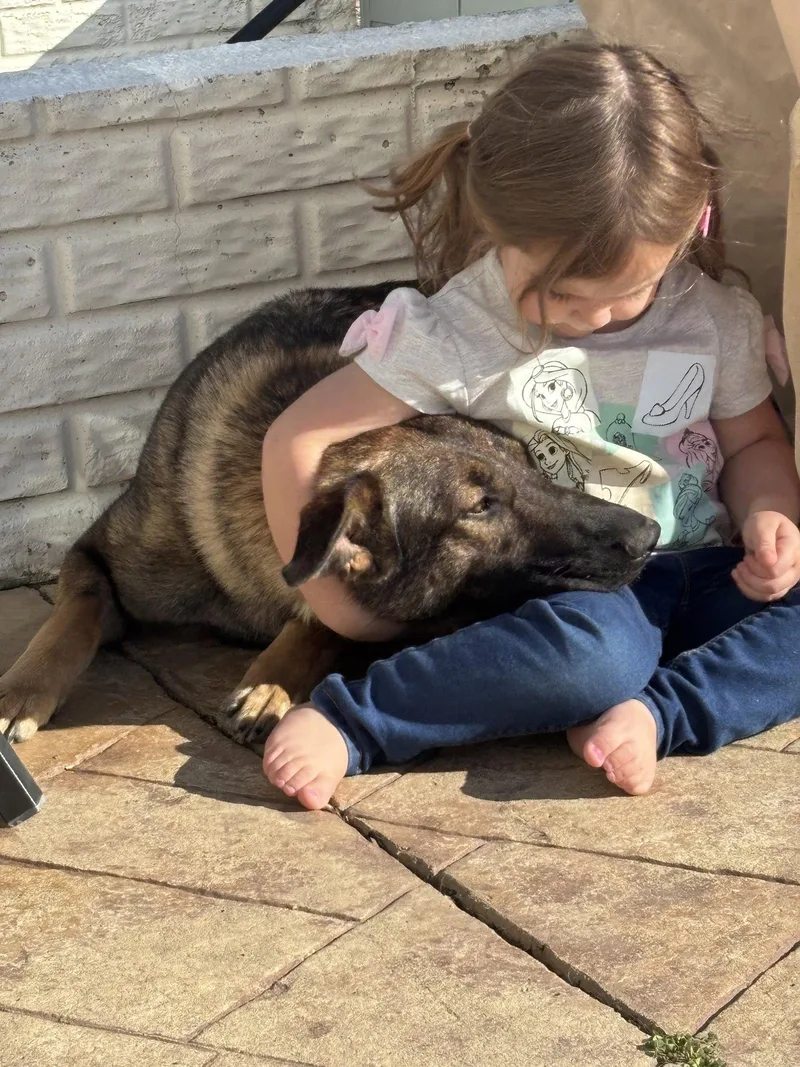 An adult medium-sized female German Shepherd Dog dog named Lilith for adoption in Centreville, VA