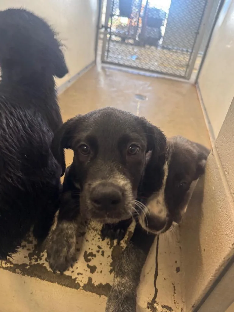 A baby medium-sized male Great Pyrenees dog named Flareon for adoption in Belton, TX