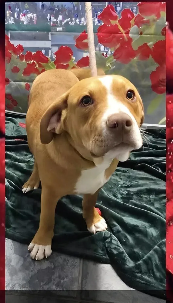 Marion Bullgles : Fletch thumbnail 2