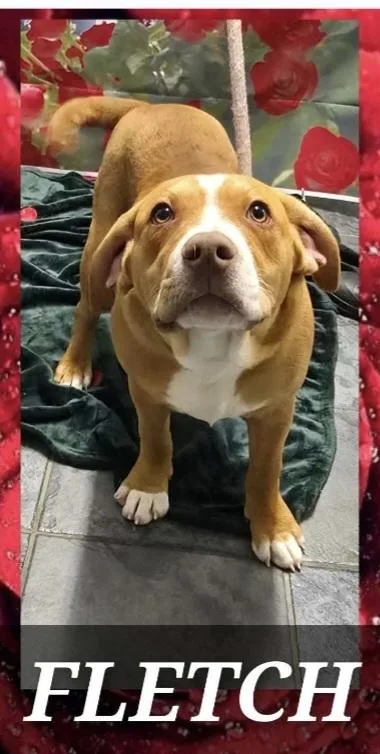 Marion Bullgles : Fletch thumbnail 3