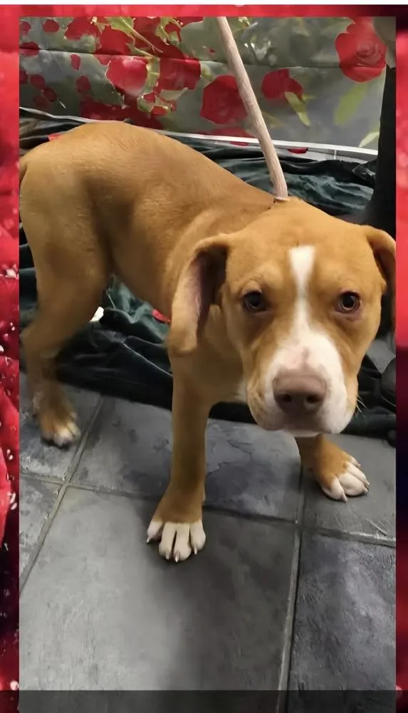 Marion Bullgles : Fletch thumbnail 4