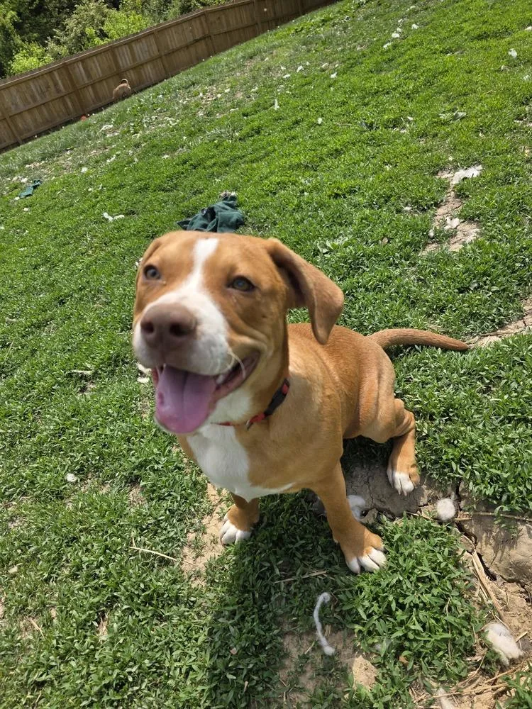 Marion Bullgles : Fletch thumbnail 5