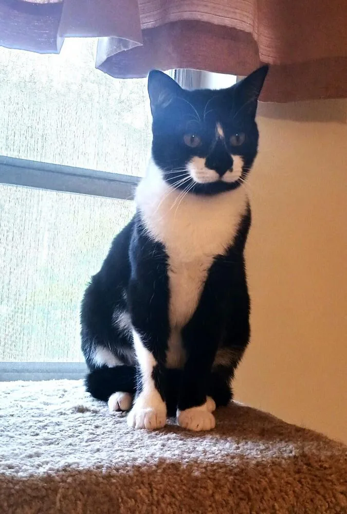 An adult medium-sized female Black & White / Tuxedo Domestic Short Hair cat named Angela for adoption in Mooresville, NC