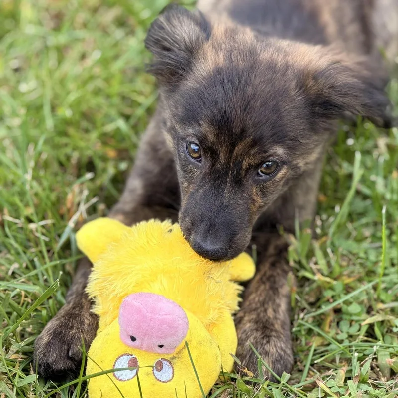A baby medium-sized male Australian Shepherd dog named Jupiter for adoption in Sparta, NJ