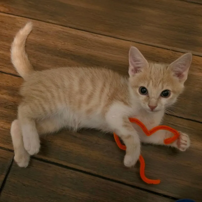 A baby small-sized male Orange / Red Domestic Medium Hair cat named White Limozeen for adoption in Fredericksburg, VA