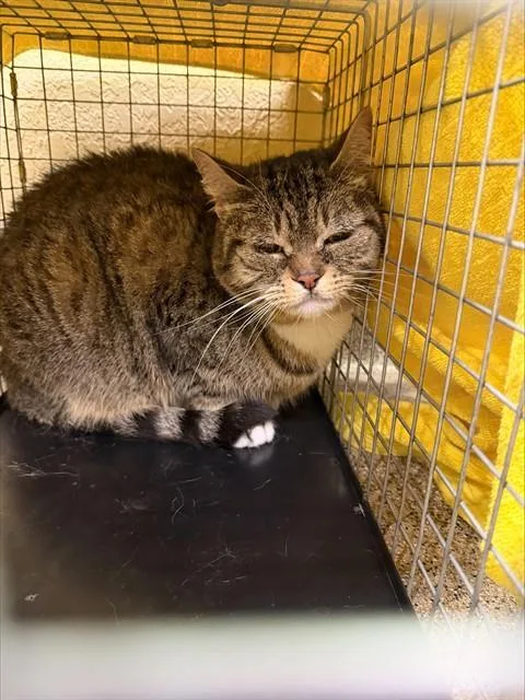An adult small-sized female Domestic Short Hair cat named Dolly for adoption in Fort Myers, FL
