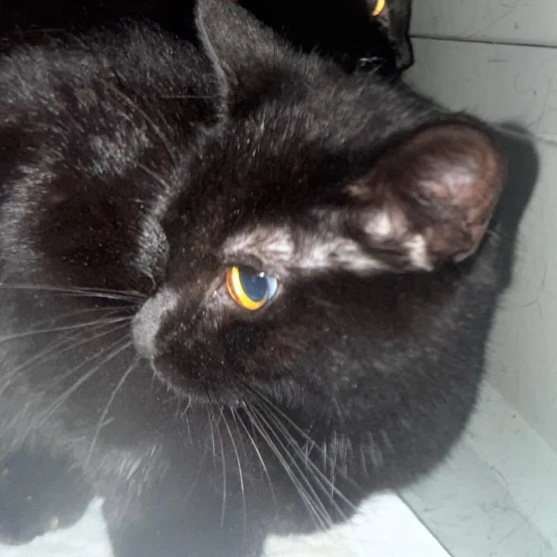 Licorice